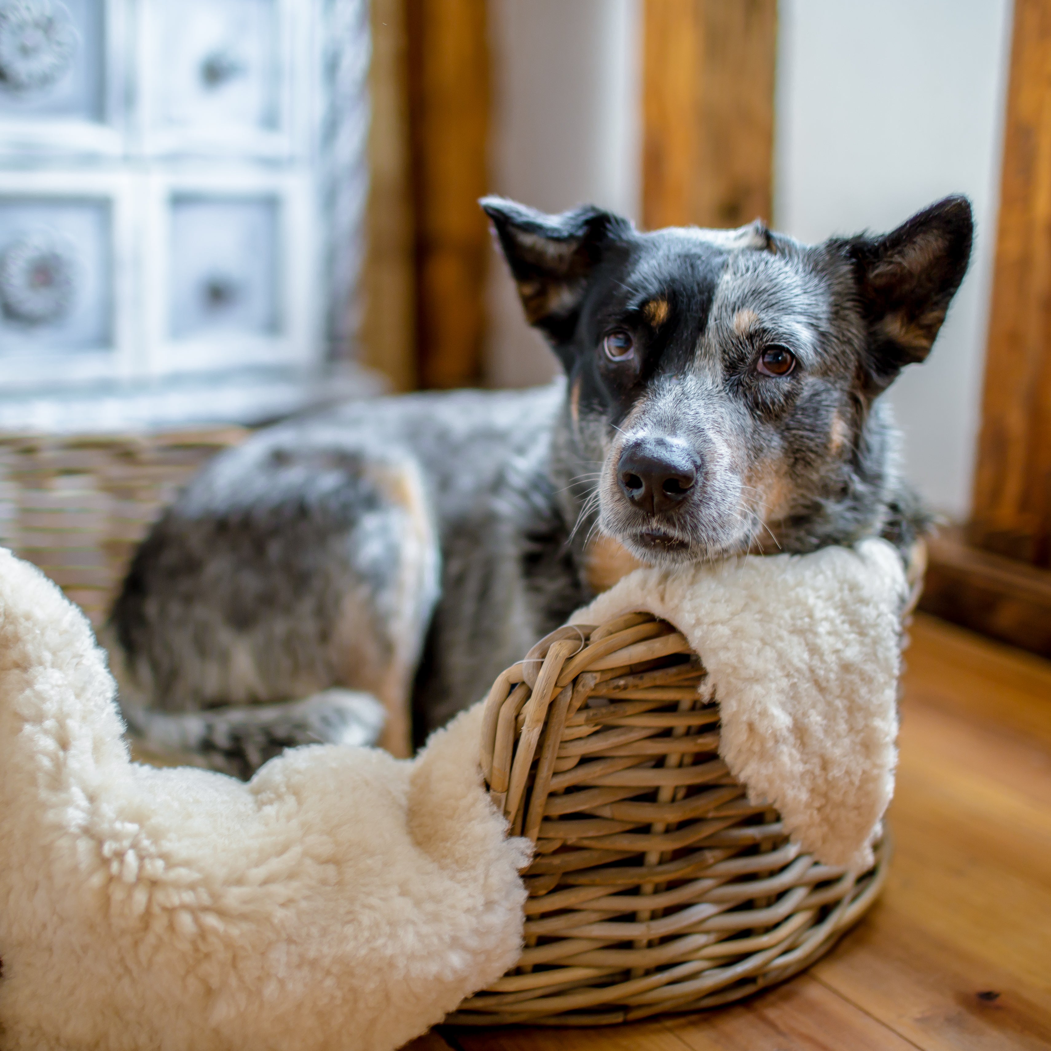 Sheepskin dog sale